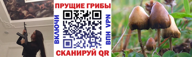 Галлюциногенные грибы мицелий  omg вход  Рассказово  закладки 